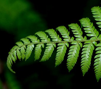 Velvet Fern. (Lastreopsis velutina)