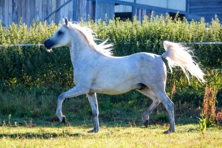 Shamao 20163933