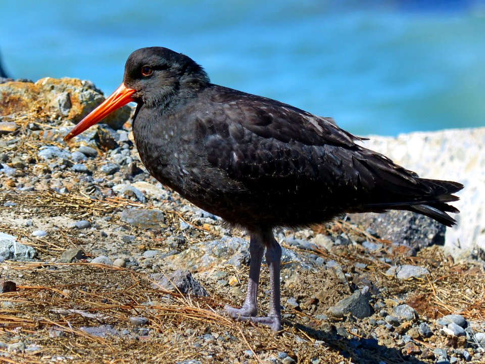 The variable oyster catcher.