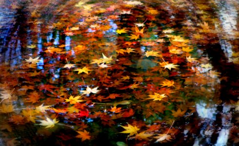 Autumn twirled.