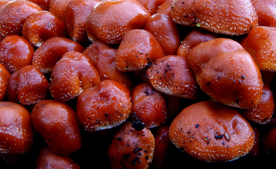 Hypholoma australe.