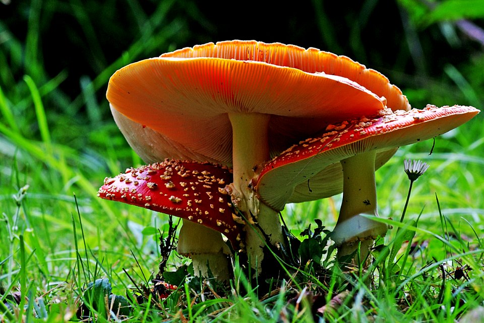 Amanita muscaria (12) photo