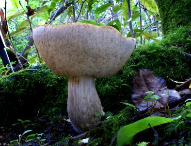 Bolete photo