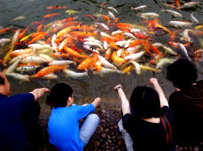 Feeding koi carp. Shenzhen. China photo