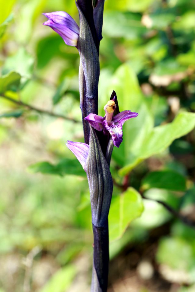 Flore montpelliéraine