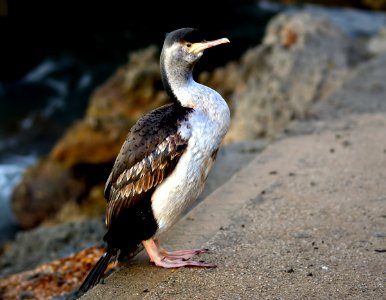 Spotted Shag NZ photo