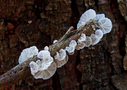Campanella species.