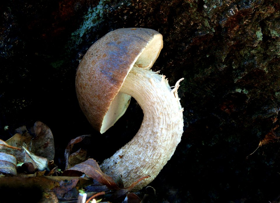 Boletus edulis. photo