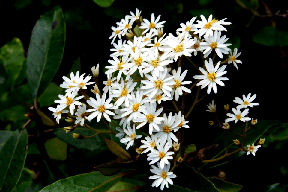 Olearia.