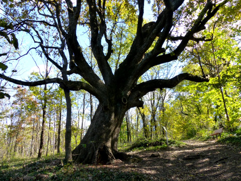 Bur Oak at McConnell Springs