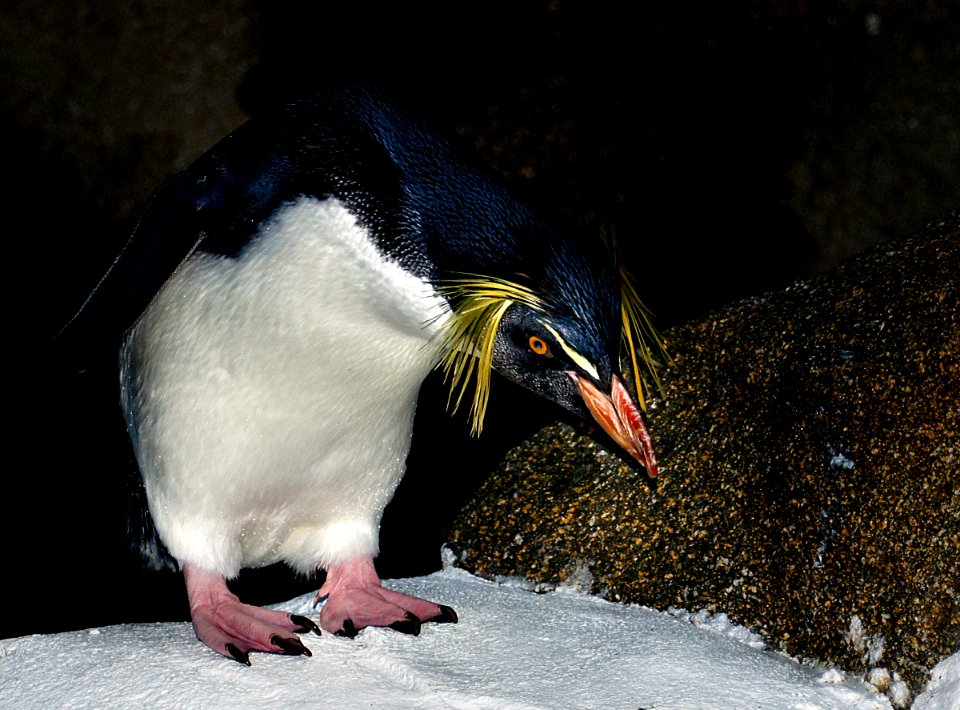 Rockhopper Penguin.Calgary Zoo.