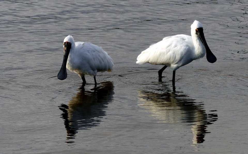 The royal spoonbill (Platalea regia)