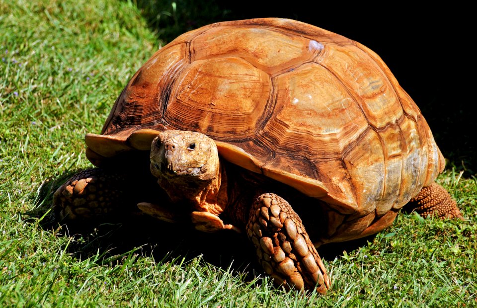 Galápagos tortoise