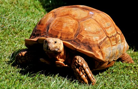 Galápagos tortoise photo