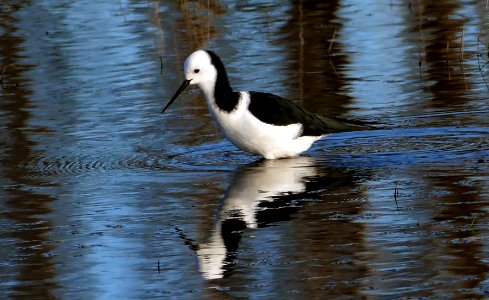Pied Stilt.(Himantopus himantopus)