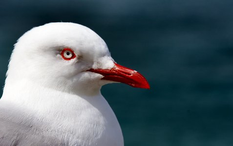 Red Billed Gull photo