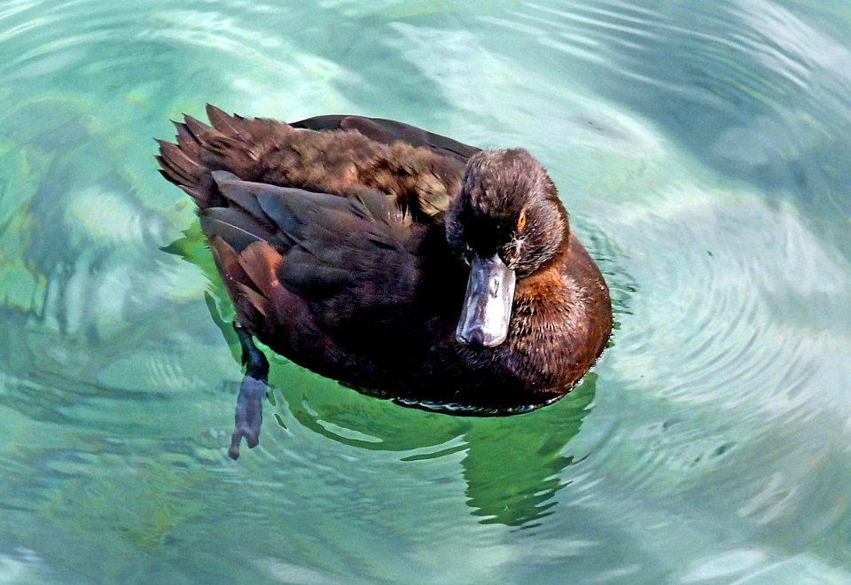 NZ Scaup. photo