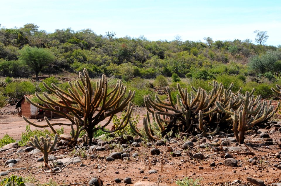 Codevasf investe na preservação do Bioma Caatinga