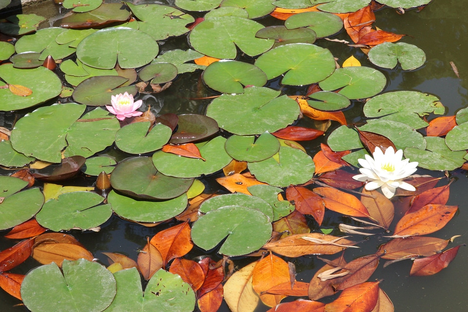 Lotus flowers leaves vegetation photo
