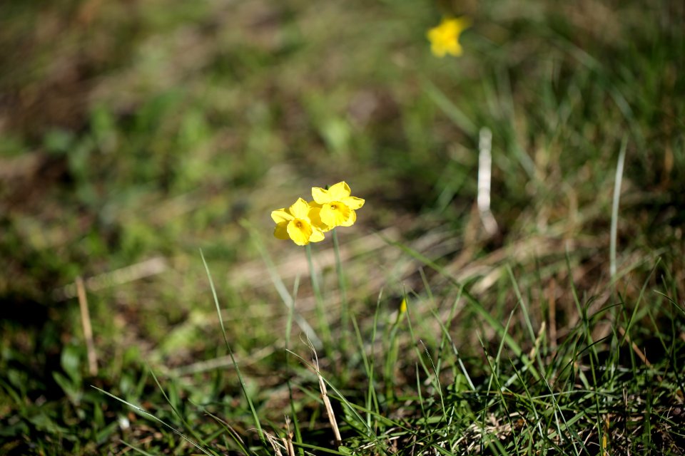 Les petites jonquilles de la garrigue. photo