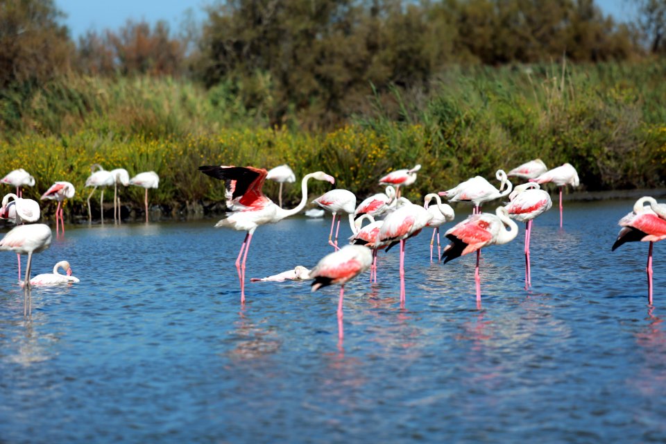 Une journée en Camargue