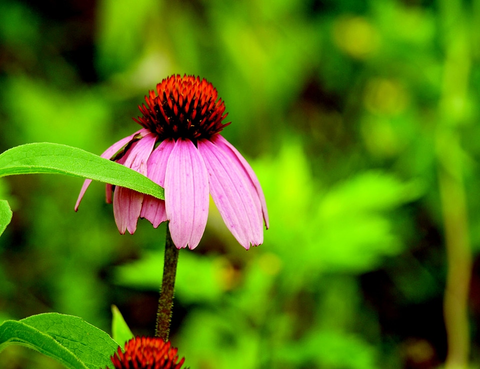 Nature flower green