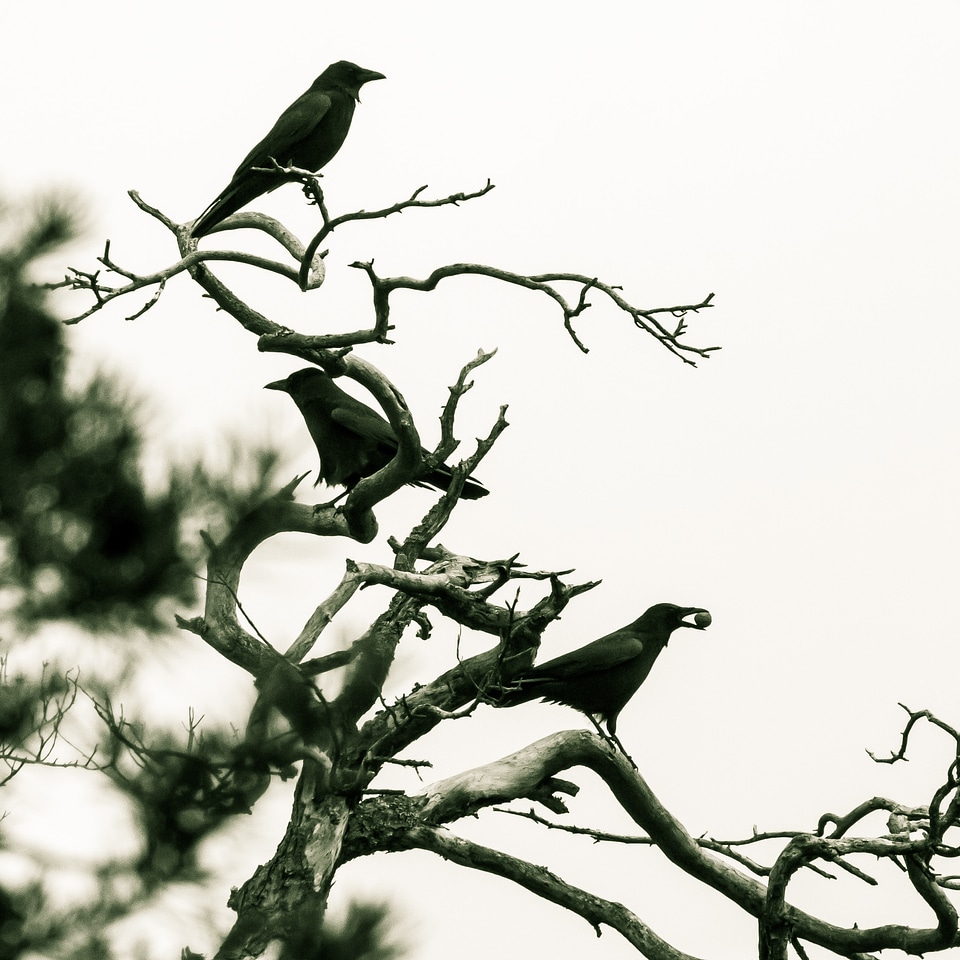 Black raven bird kahl