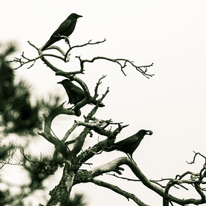 Black raven bird kahl photo