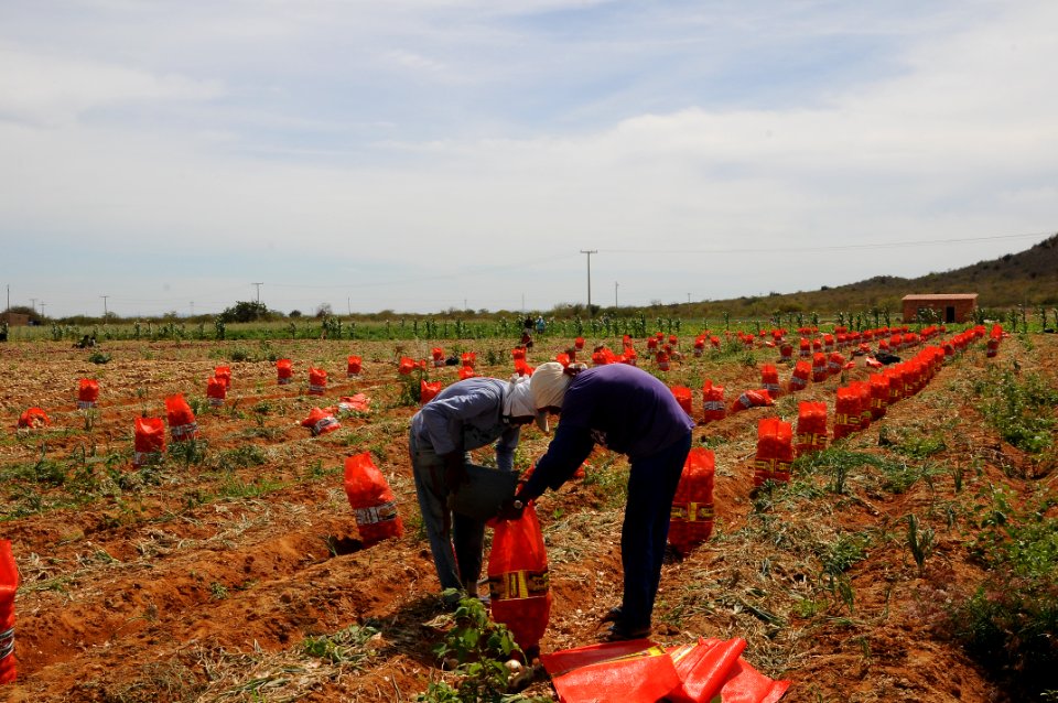 Codevasf investe R$ 3,6 milhões para beneficiar agricultura familiar  em projeto no semiárido baiano