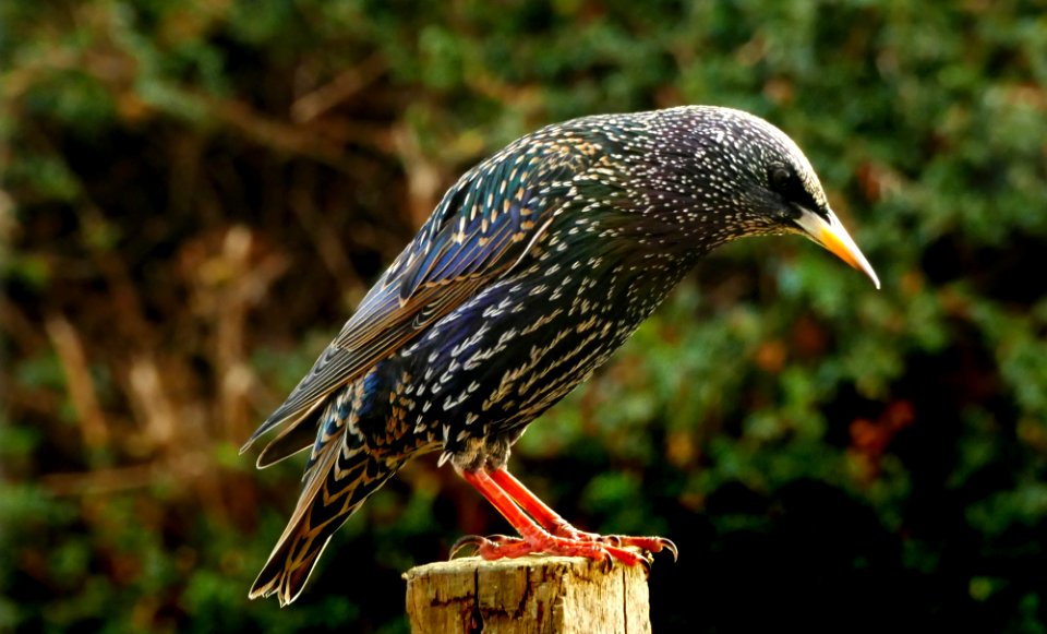 The Starling.(Sturnus vulgaris)