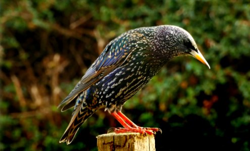 The Starling.(Sturnus vulgaris)
