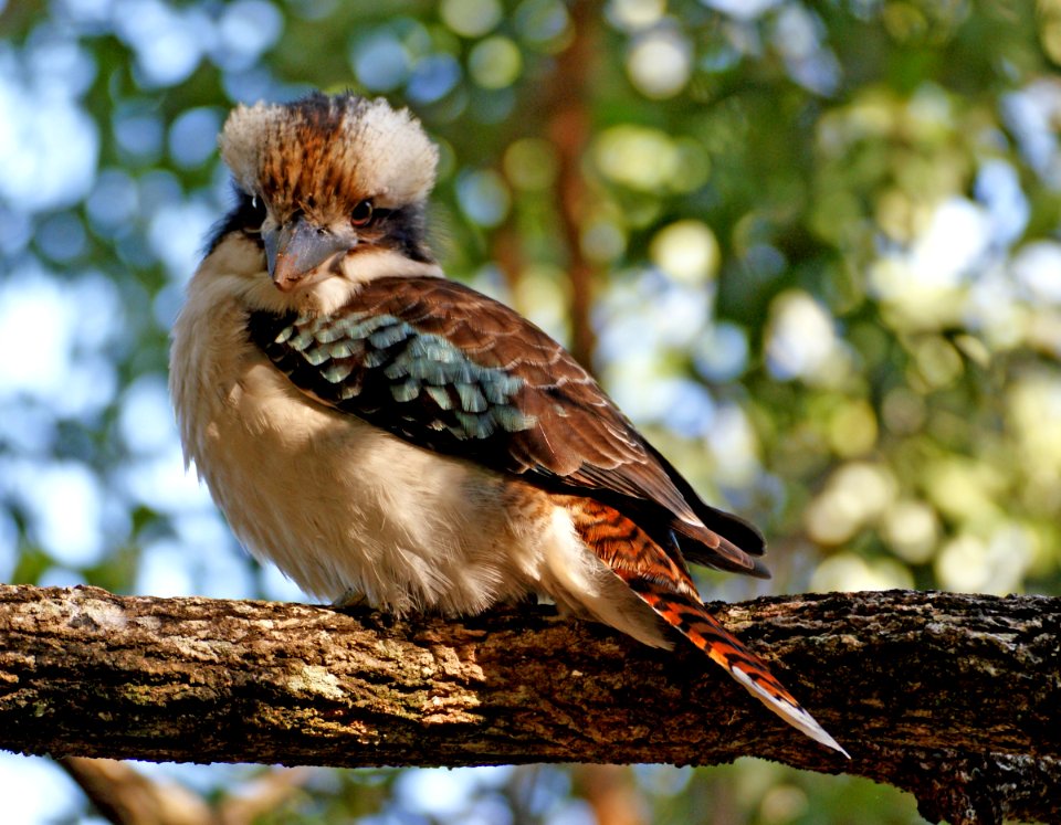 Laughing Kookaburra. (Dacelo novaeguineae)