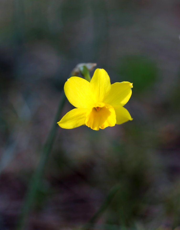 Petite jonquille de garrigue.