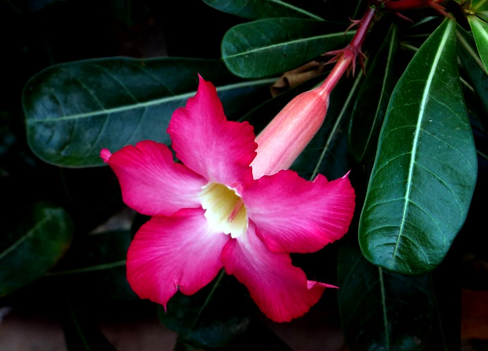 Adenium obesum. (desert rose)