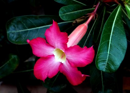 Adenium obesum. (desert rose)