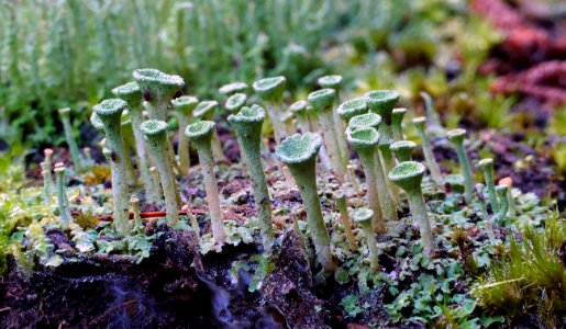 Pixie Cups (Cladonia pyxidata)