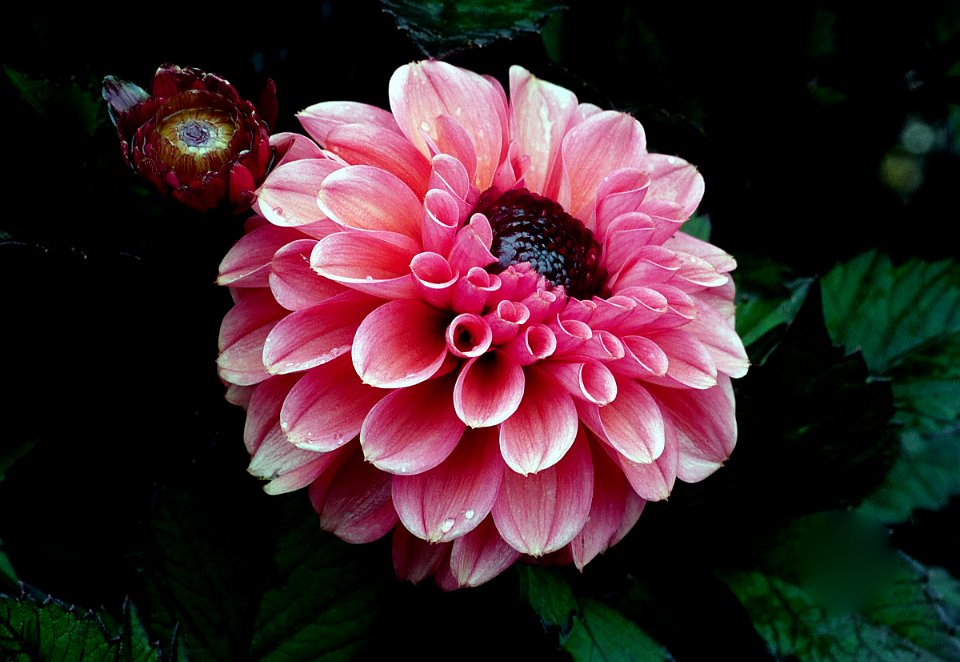Teddy Dahl. Dahlia.