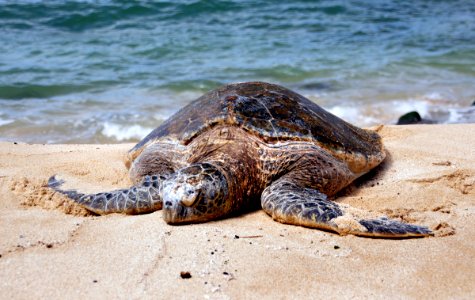 Green Sea Turtle photo