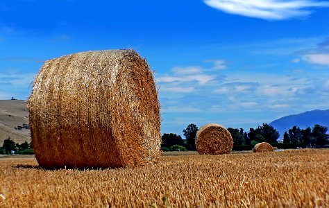 Big round hay bales.