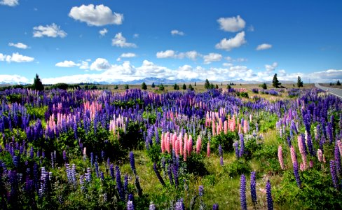 Russell Lupins In the McKenzie.NZ photo