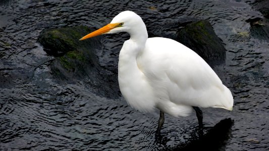 Kotuku, White heron, Egretta alba modesta, photo