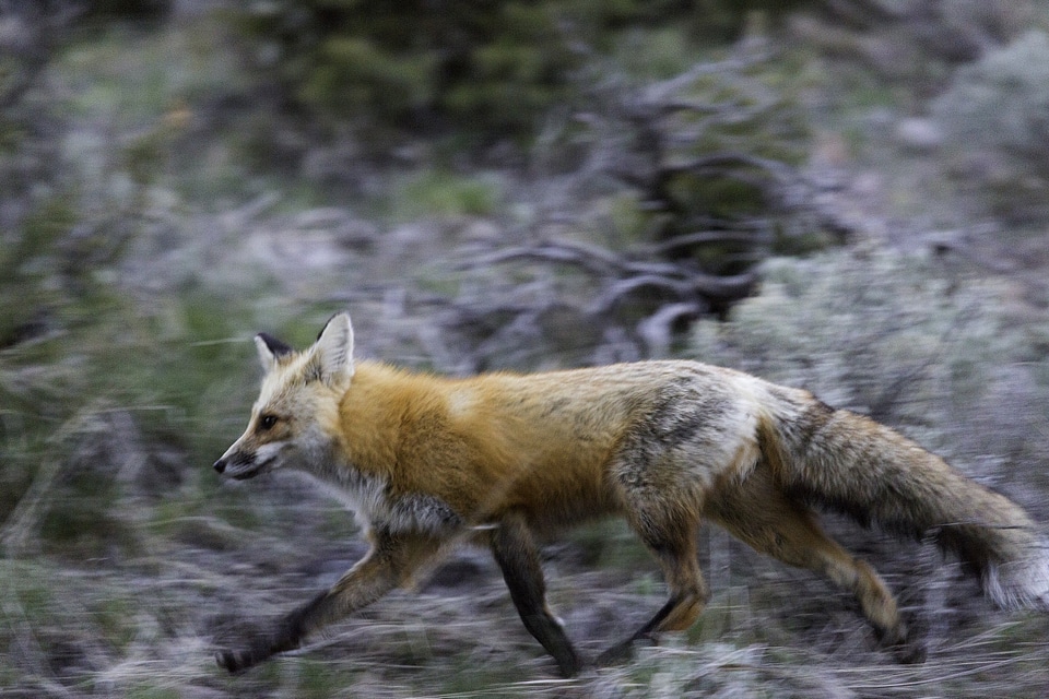 Predator vulpes vulpes wilderness