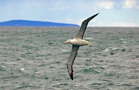 Northern Royal Albatross, photo