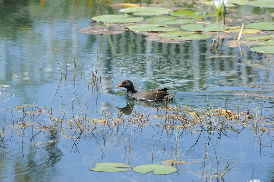 Wild bird and lake landscape