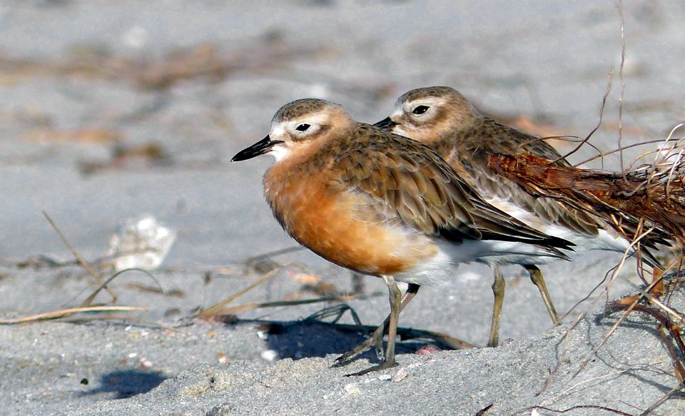 New Zealand dotterel. photo