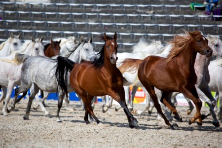 Silberne Herde 20161250