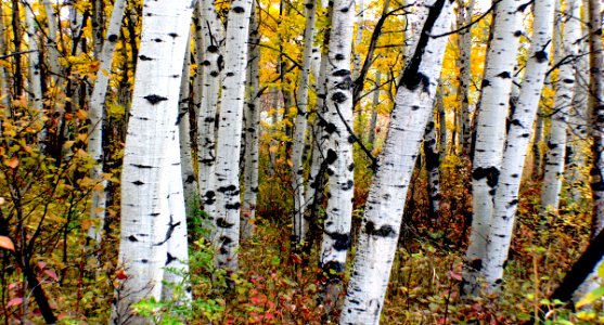Autumn Calgary Alberta.