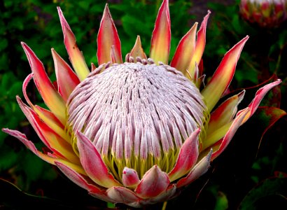 King Protea.