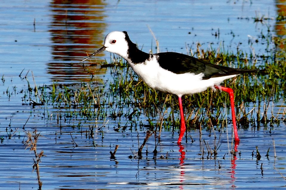 Pied Stilt.(Himantopus himantopus)