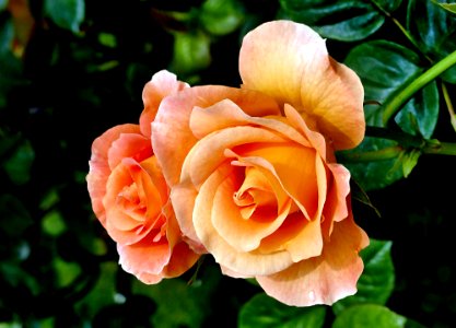 Burma Star Rose. photo